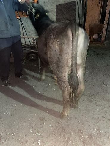 корм для домашних животных: Продаю | Бык (самец) | Ангус | На откорм, Для разведения — 10