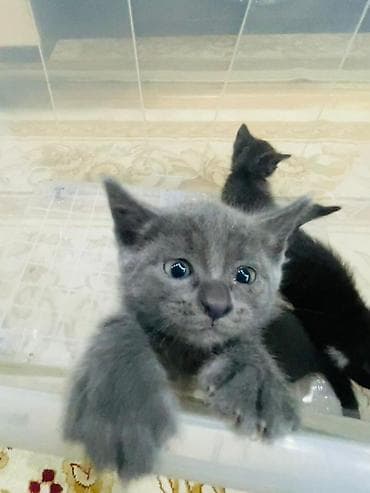 чёрные котята: Котята, помёт из 4 малышей: - Окрас: 2 чёрных, 2 серых (у одного — 1