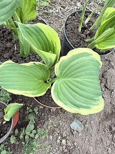 монстера цветок: Хоста крупнолистная в горшке - Разновидность с очень крупными — 1