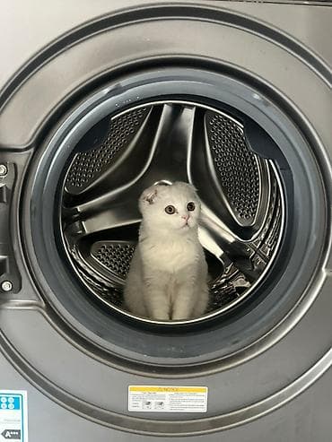 котята фолд: Скотиш Фолд (Шотландская вислоухая), 4 месяца, Девочка, Белый, Приучена к лотку — 4