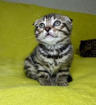 сиамские кошки котята: Скотиш Фолд (Шотландская вислоухая), 1 месяц, Мальчик, Приучена к лотку — 7