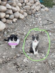 дом для котов: 3 месяца, Мальчик, Приучена к лотку — 3