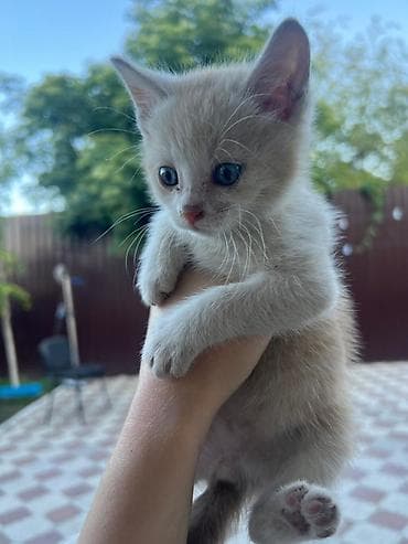 животные на продажу: Котята домашние, коротко-/полудлинношерстные, светлых оттенков — 3