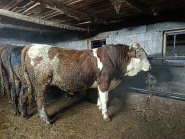Продаю | Бык (самец) | Швицкая, Симментальская | На откорм | Осеменитель, Искусственник