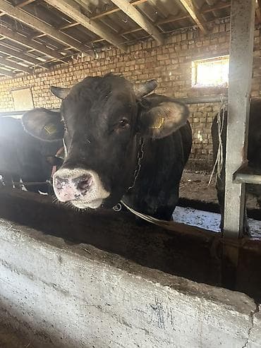 говяжьи ноги: Продаю | Бык (самец) | Для разведения | Привязанные — 3