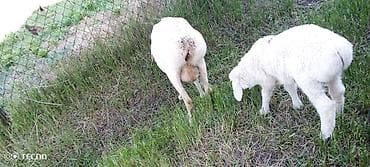 баран живой: Продаю | Ягненок, Баран (самец) | Для шерсти — 5