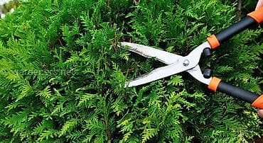 кофе эгоист цена бишкек: Все услуги садовника! Стрижка любой сложности, Оформления участка — 1