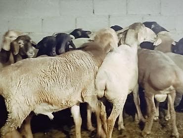 собака шпиц: Продаю | Баран (самец) | На забой | Племенные — 2