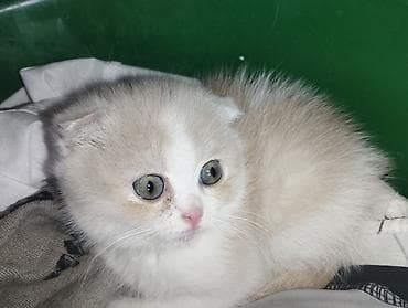 котята золотая шиншилла: Шотландские котята (вислоухие/страйт от вислоухой кошки) - Помёт от — 6