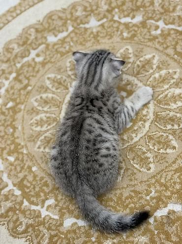 Кошки: Скотиш Фолд (Шотландская вислоухая), 2 месяца, Мальчик, Приучена к лотку — 1