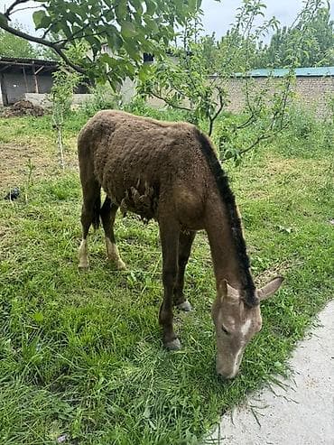 тун азык: Молодой ослик (ослёнок) - Пол: не указан - Окрас: светло-каштановый с — 2
