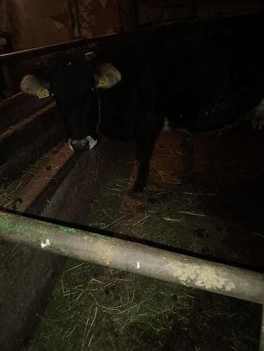 Иттер: Сатам | Уй (ургаачы) | Көбөйтүү үчүн | Байланган — 2