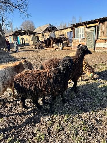 собака офчарка: Продаю | Овца (самка) | Для разведения — 1