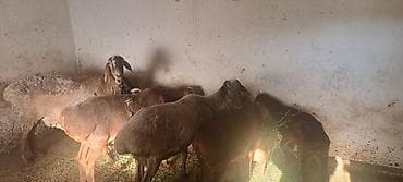 Продаю | Овца (самка), Ягненок | Гиссарская, Полукровка | На забой, Для разведения | Матка, Ярка, Ягнившаяся