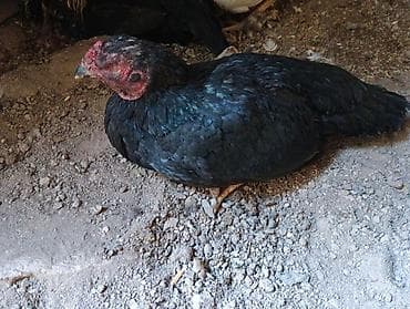 продам курей: Продаю | Куры | Бойцовая | Для разведения — 2