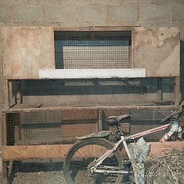 ыссык куле: Продаю клетка для цыплят 2метр — 2