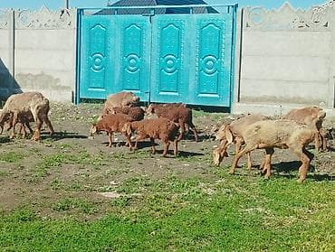 бараны рамановский: Продаю | Овца (самка) | На забой — 1