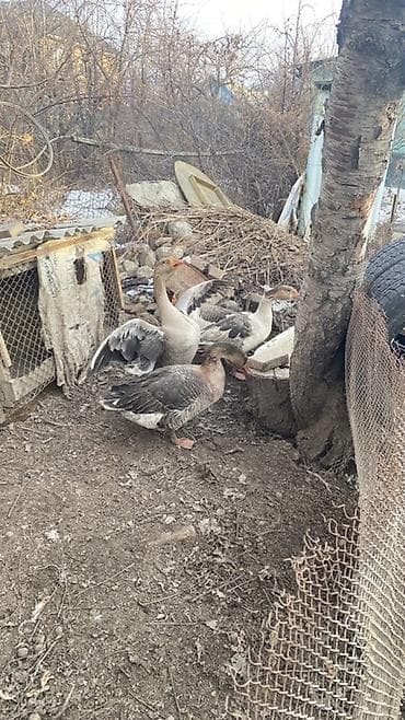 кой порода: Породистые гуси на развод - группа взрослых серых гусей для — 3