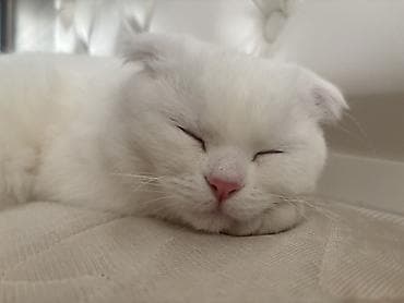 Скотиш Фолд (Шотландская вислоухая), 1 год, Девочка, Белый, Приучена к лотку