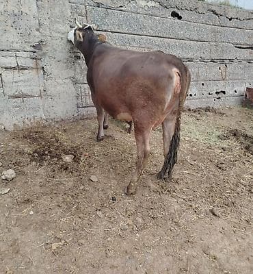 кара балта каровы: Продаю | Корова (самка) | Для молока | Привязанные — 4