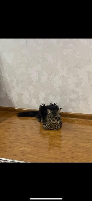 мейкун кошка: Кошка даром: Мейн-кун, 1 год, Девочка, Приучена к лотку, Проглистована — 4