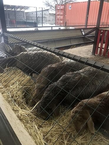 стришка барана: Продаю | Овца (самка) | Арашан | Для разведения | Ярка — 2