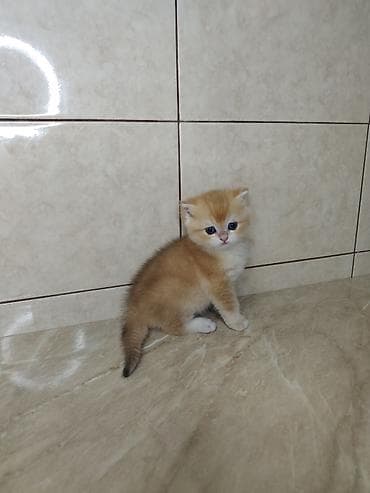 веслоухий кошка: Британская короткошёрстная, 1 месяц, Мальчик, Золотая шиншилла, Приучена к лотку — 4