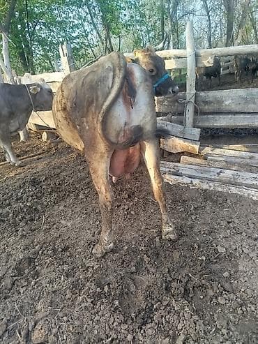 Дойная корова молочного направления (порода по типу —