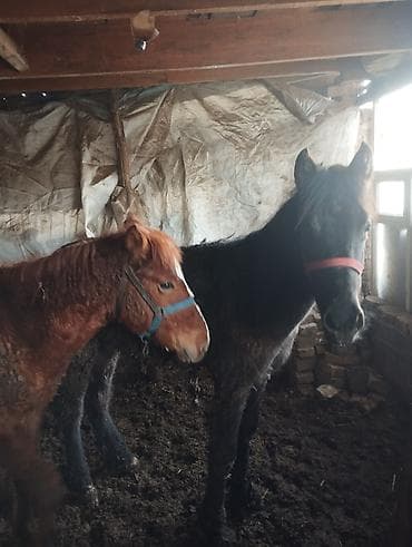 ахалтекинская лошадь цена: Продаю | Жеребенок | Рабочий | Племенные — 6