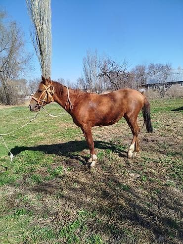 Жылкылар, аттар: Сатам | Бээ (ургаачы) | Көбөйтүү үчүн | Мерин — 1