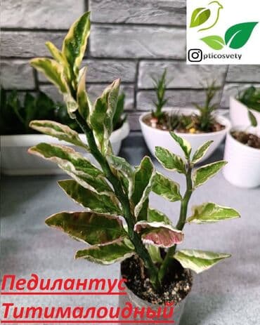 цветы оптом для бизнеса бишкек: Продаю комнатные цветы в ассортименте: Дримиопсис. Маранта Мостера — 2