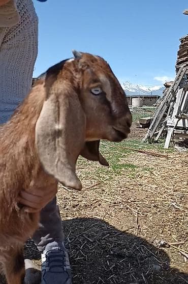 Продаю | Козлёнок | Для разведения