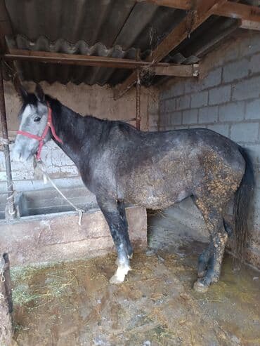 абиссинский кот: Продаю | Кобыла (самка) | Для разведения, Для молока, Рабочий — 2