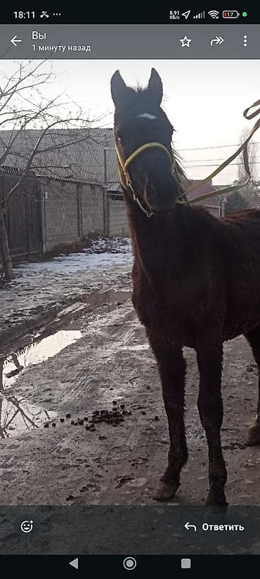 мал айдаган иттер: Молодые ослики (группой) - Вид: ослы, молодые животные - Окрас — 3