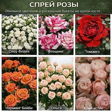 обр: Редкие и эффектные декоративные растения, которые превращают обычный — 6