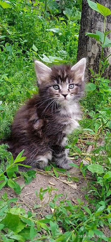 котят бесплатно: Мейн-кун, 2 месяца, Девочка, Приучена к лотку — 1