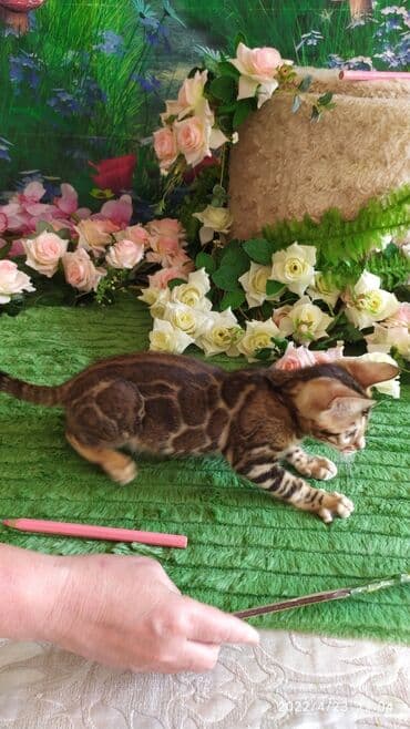 новорожденные котята: Привет друзья. в питомнике Бен Гла Мур есть свободные кото — 14