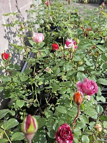 найза свечи: Саженцы Самовывоз, Бесплатная доставка, Платная доставка — 6