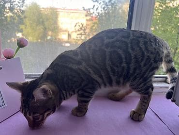 коты бишкек: Бенгал, 6 айлык, Ургаачы, Курттардан тазаланган — 4