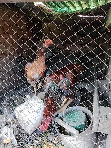 бойцовский петух: Продаю | Петух | Бойцовая | Для разведения — 3