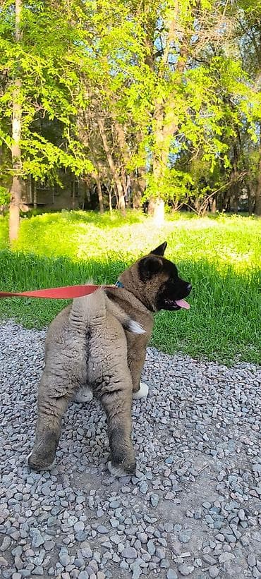 австралийский терьер: 2 месяца, Самец, С прививкой, С родословной — 3