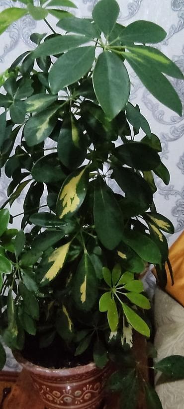 Шефлера (Schefflera) вариегатная в декоративном кашпо. - Эффектная