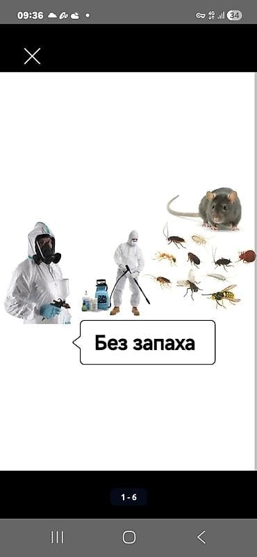 блохи: Дезинфекция, дезинсекция, | Клопы, Блохи, Тараканы, | Транспорт, Офисы, Квартиры — 7