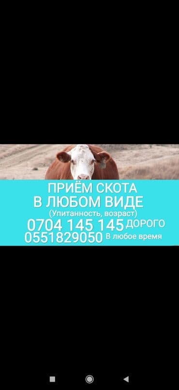 корма для сх животных: Куплю | Коровы, быки, Лошади, кони, Другие с/х животные | Круглосуточно, Любое состояние, Забитый — 1