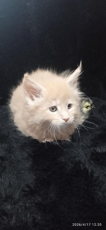 кукуруз продаю: Мейн-кун, 1 месяц, Мальчик, Приучена к лотку — 2