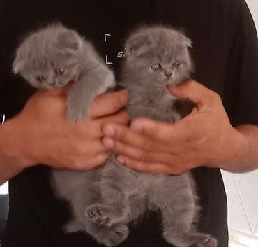 жан жаныбарлар: Котёнок с короткой плюшевой бело вислоуха котёнка шерстью иБольшие — 1