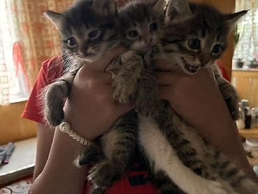 кошка шатлатски: Котята домашние, полосато-белые (классический «тигровый» окрас с — 1