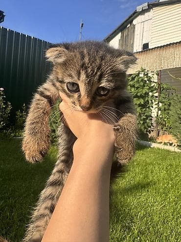 Кошки: Отдаю в добрые руки!Вислоухий котенок Игривая,веселая,здоровая и — 2
