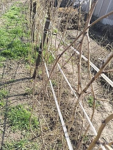 ежевика малина: Продаю саженцы малины ремонтатная. Срочнооколо 300 веток . Цена за 1 — 3