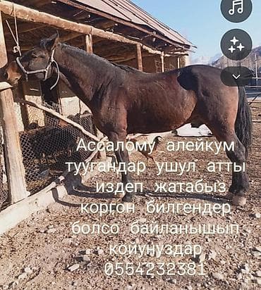 td 05: Грузовик, Howo, Стандарт, Б/у — 2